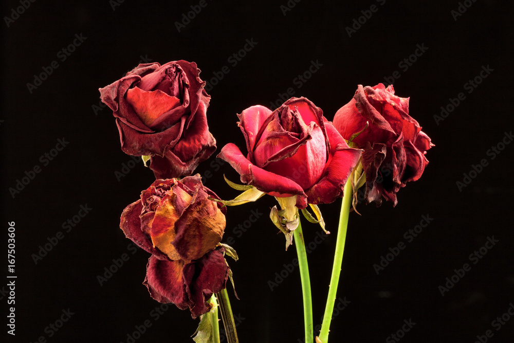 red withered roses on a black background