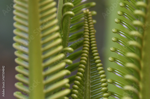 Cykad palm leaves, Wayag, Raja Ampat, Western Papua, Indonesian controlled New Guinea, on then Science et Images 