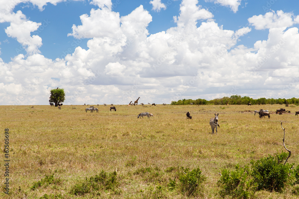 group of herbivore animals in savannah at africa