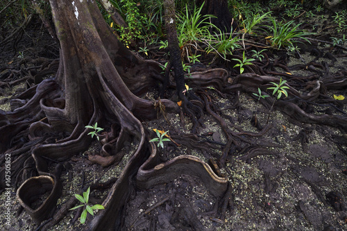 Lowland rainforest mangroves, Karawawi River, Kumawa Peninsula, mainland New Guinea, Western Papua, Indonesian controlled New Guinea, on the Science et Images 