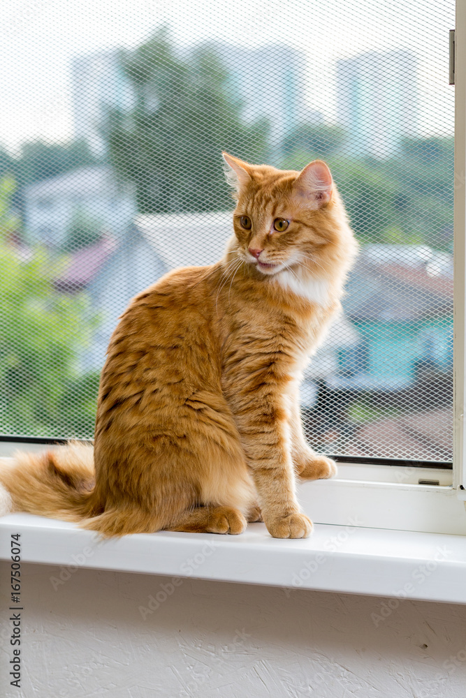 The young fluffy red cat of the Maine Coon breed sits on the window near the metal grid