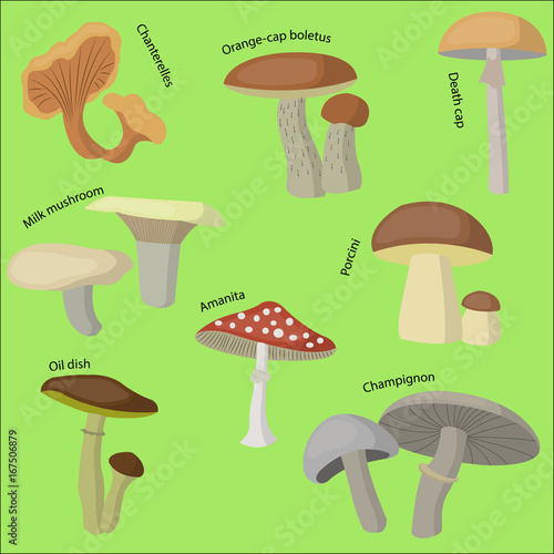 Mushroom forest set