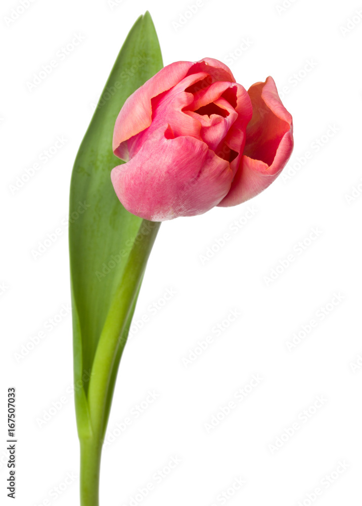 one pink tulip flower isolated on white background one pink tulip flower isolated on white background
