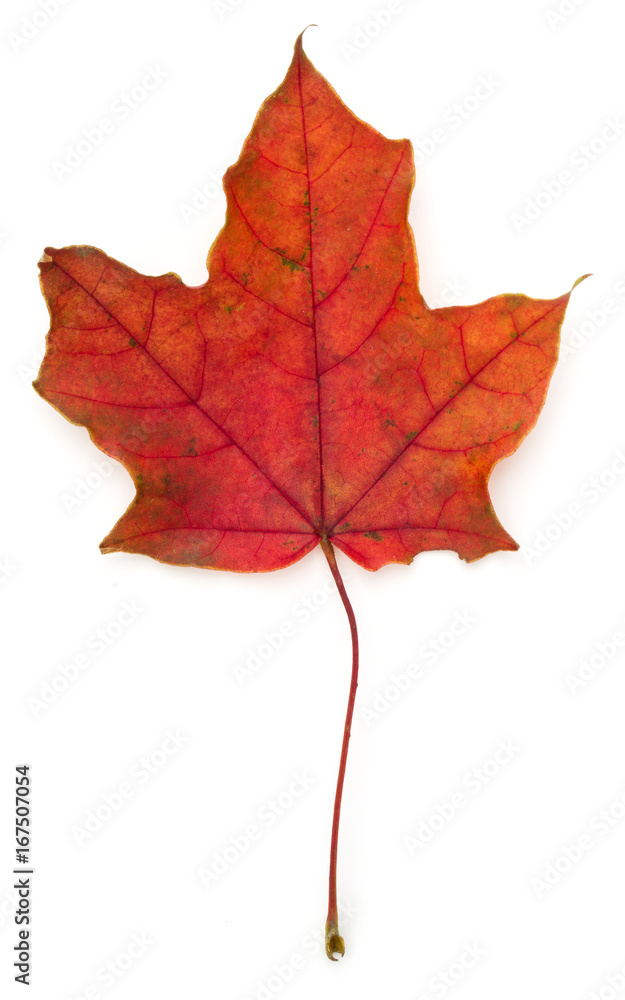 colorful autumn maple leaf isolated on white colorful autumn maple leaf isolated on white