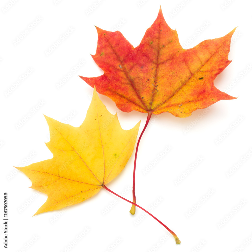 colorful autumn maple leaf isolated on white colorful autumn maple leaf isolated on white
