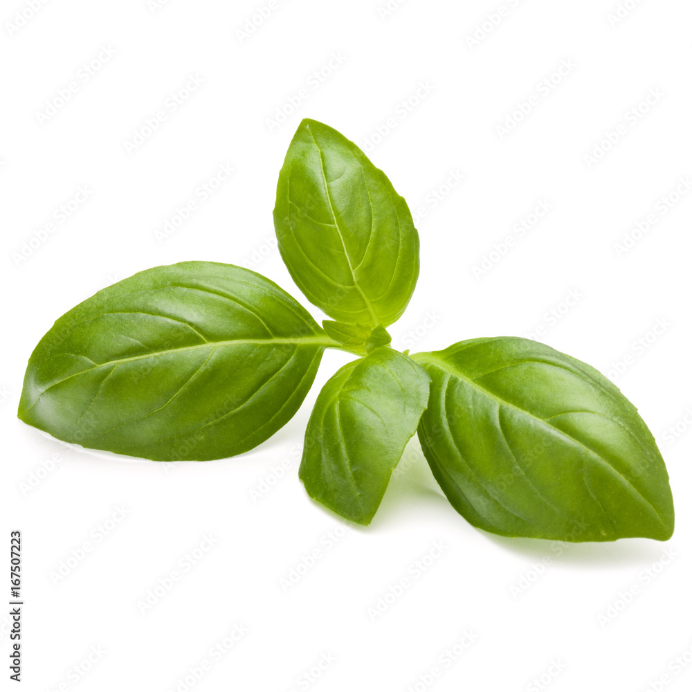 Sweet basil herb leaves isolated on white background closeup Sweet basil herb leaves isolated on white background closeup