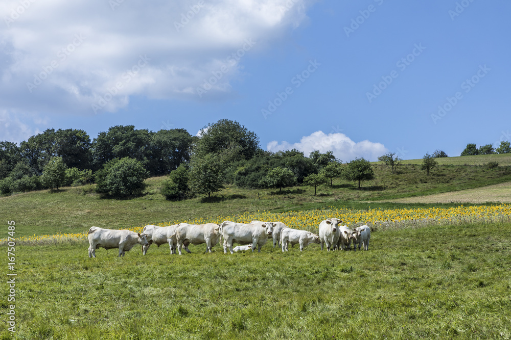 Fototapeta premium cows grazing at the meadow in rural landscape