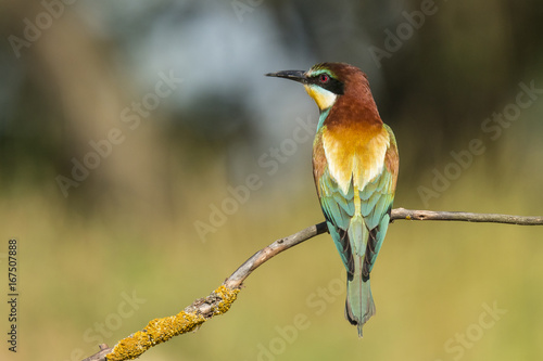 Bee Eater