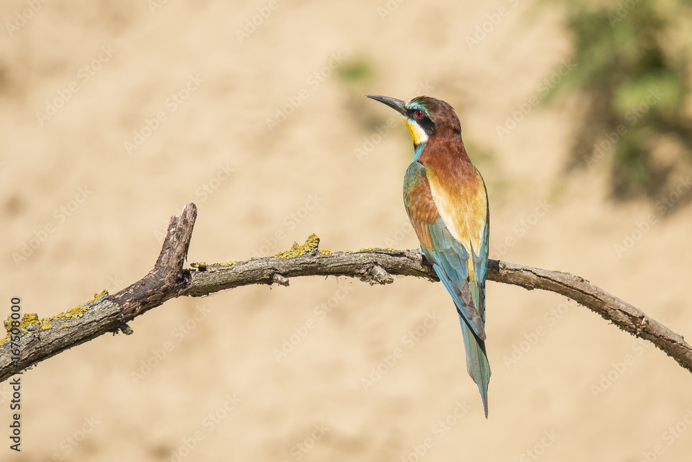 Obraz premium Bee Eater