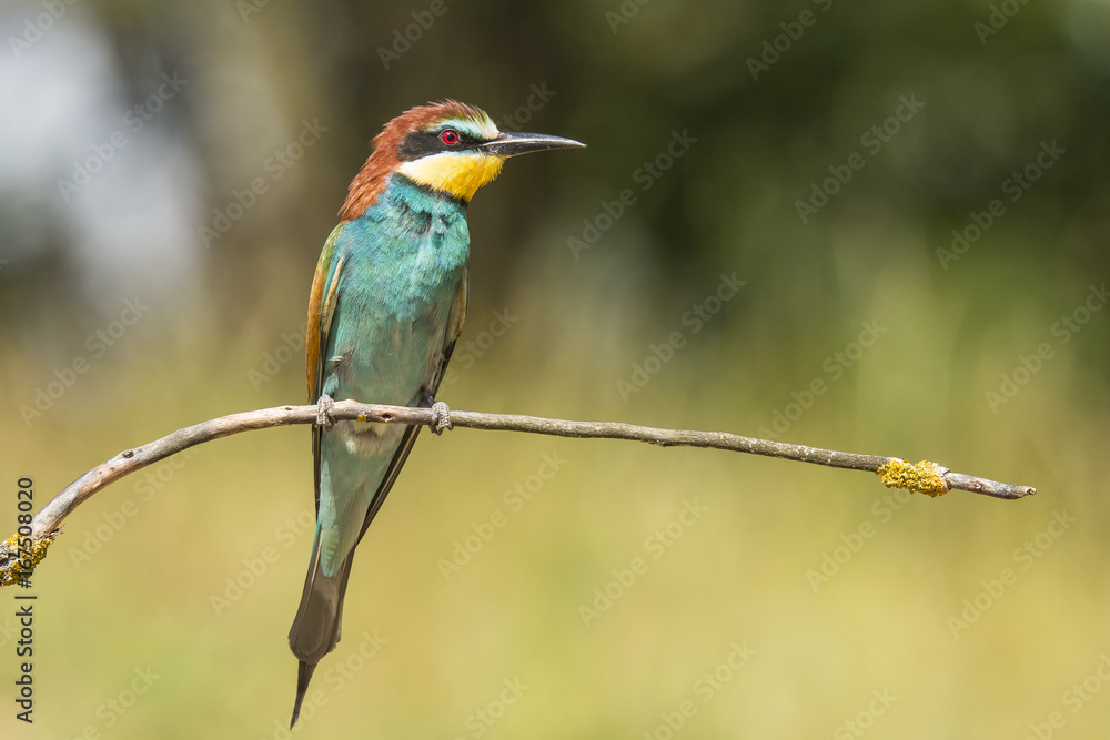 Obraz premium Bee Eater