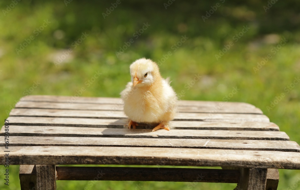 Little chicken standing on chair