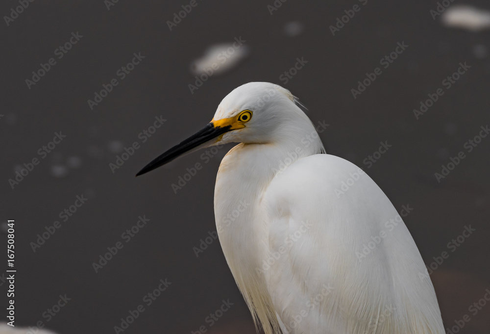 A Snowy Egret A Snowy Egret