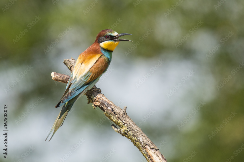 Bee Eater Bee Eater