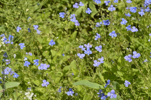 Veronica chamaedrys - small , spring blue weed
