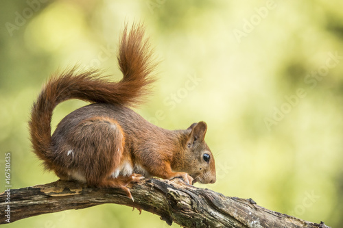 Red Squirrel © Gert Hilbink