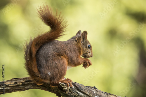 Red Squirrel © Gert Hilbink