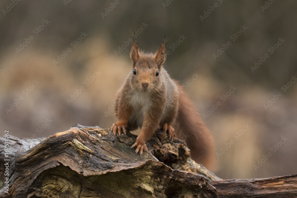 Fototapeta premium Red Squirrel