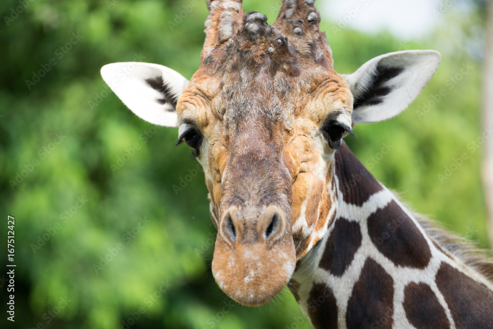 Obraz premium Giraffe is looking at you