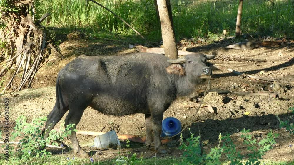 Water buffalo looking towards the camera at a farm in the Philippines Water buffalo looking towards the camera at a farm in the Philippines