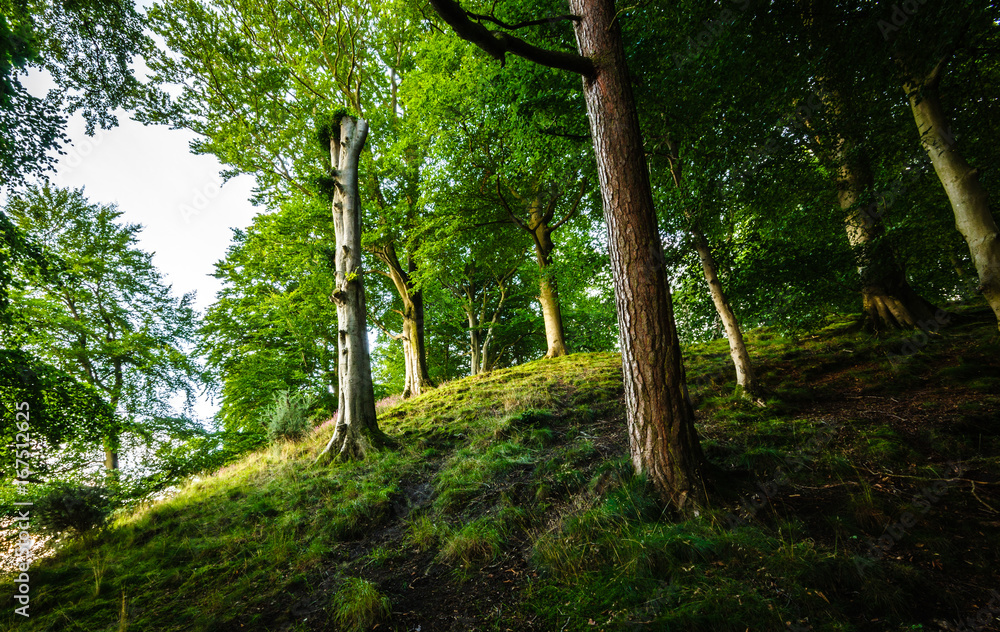 Naklejka premium Woodland in Cumbria