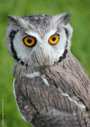 Southern white faced scops owl . Green natural grass background . Closeup . Bird of prey