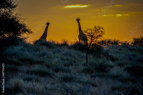 Giraffen im Sonnenuntergang