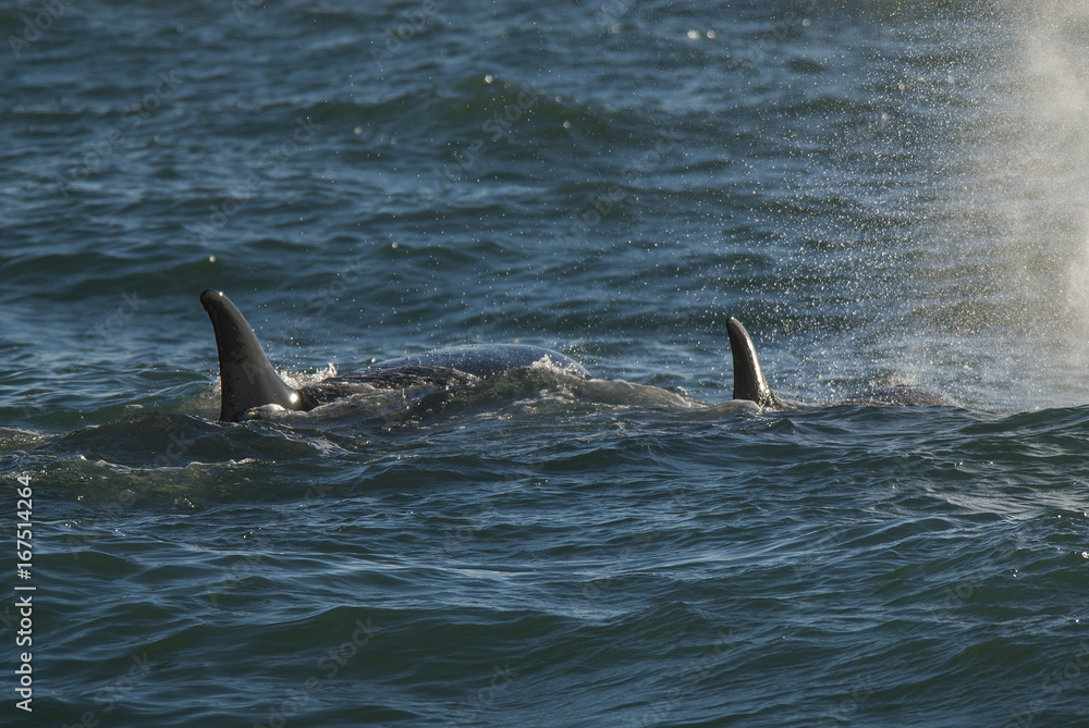Fototapeta premium Orca Patagonia , Argentina
