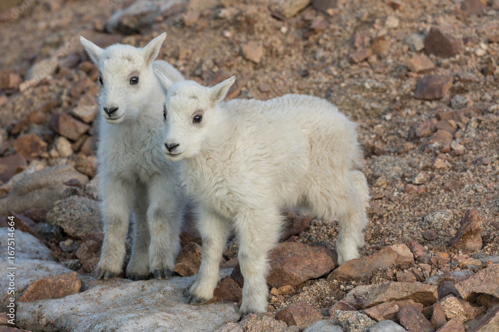 Cute Mountain Goat Kids Cute Mountain Goat Kids
