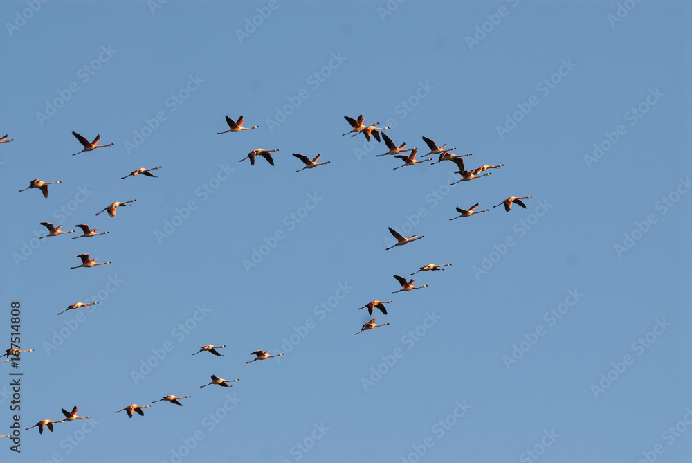 Fototapeta premium Flamingos in flight