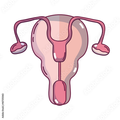 fallopian tubes and uterus women organs