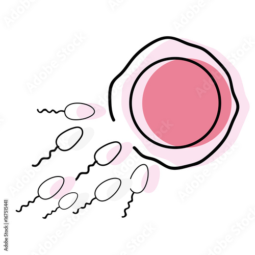 ovum and spermatozoon fertilization process