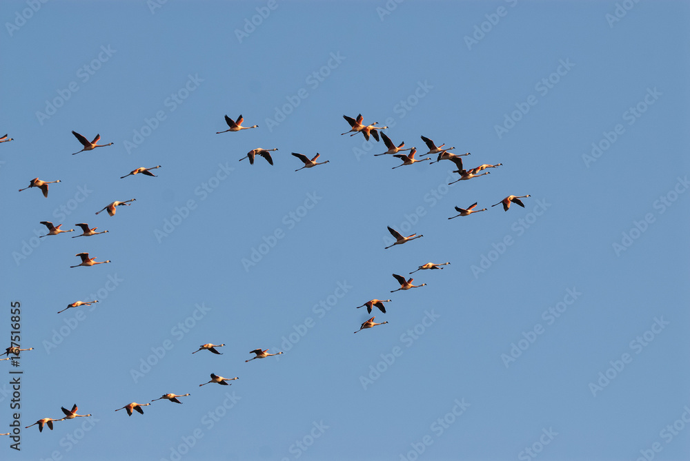 Flamingos in flight