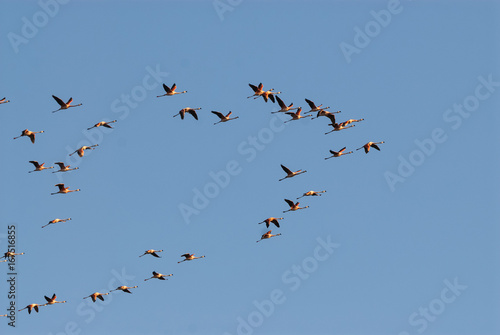 Flamingos in flight