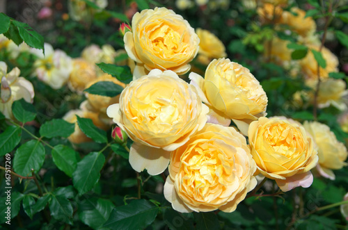 English roses garden in Sennan City, Osaka, Japan
