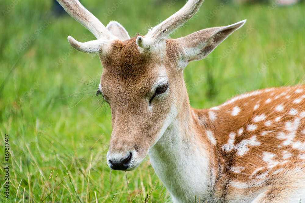 close view of a fallow deer