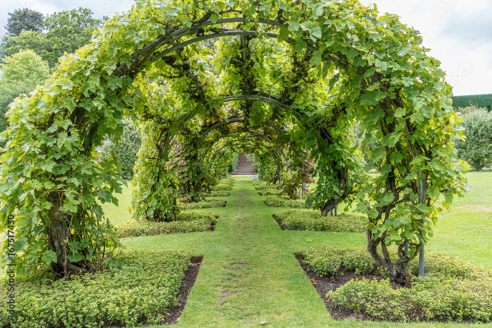 Grape vines on an arch
