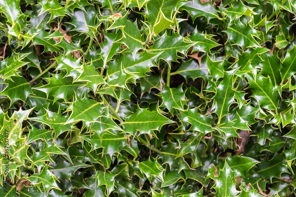 Fototapeta premium Holly bush background