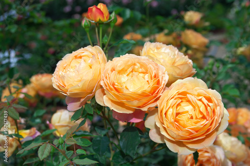 English roses garden in Sennan City, Osaka, Japan
