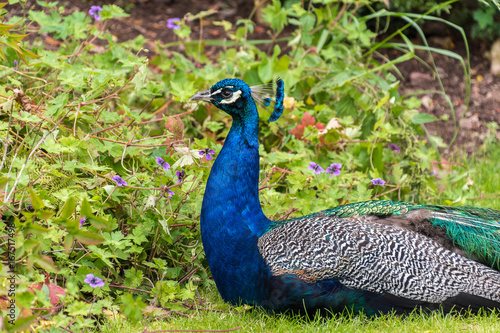 Wallpaper Mural Close view of a Peacock Torontodigital.ca