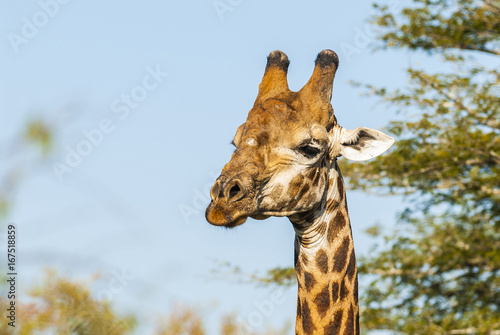 Giraffe South Africa photo