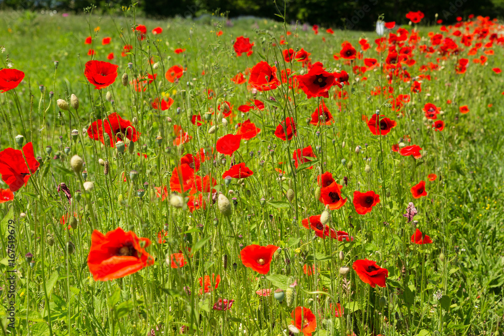 Red poppies growing in summer weather on a rural farm