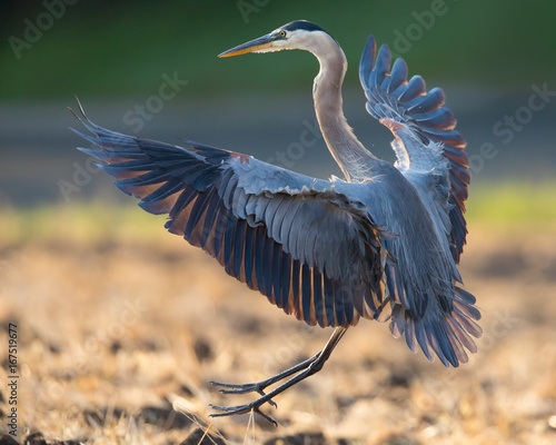 Photo Great blue heron about to land, seen in the wild in North California