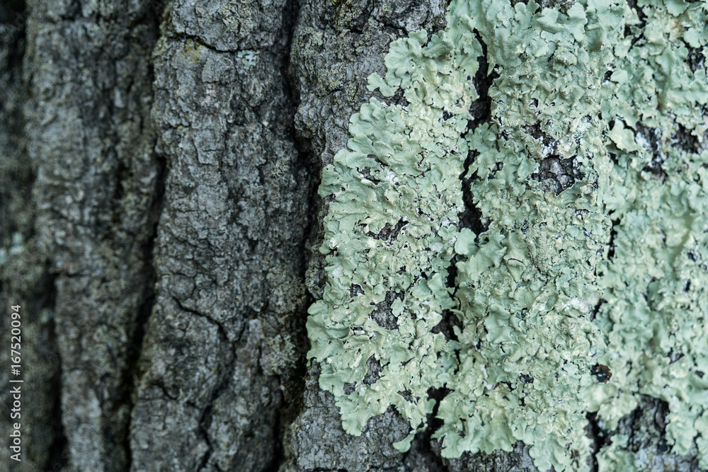 Fototapeta premium Wood bark texture close up