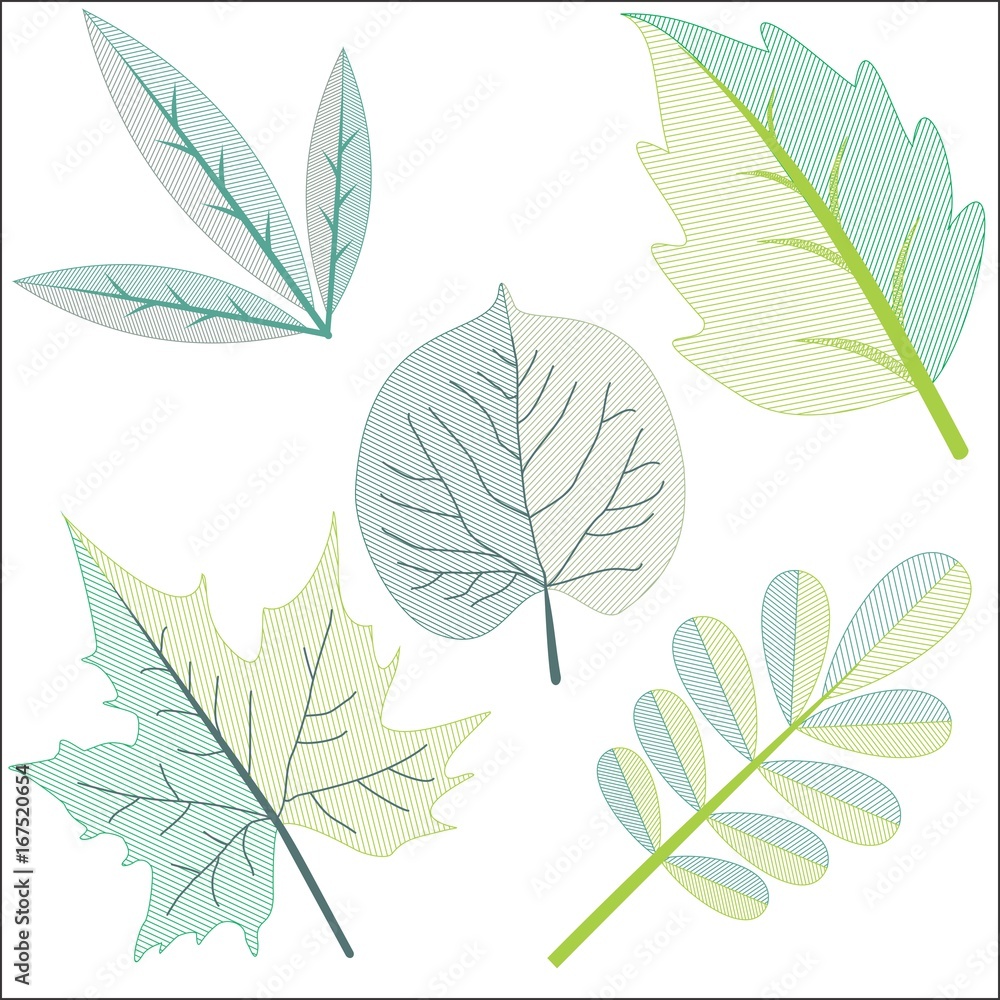 Different Leafs in Clip Art.