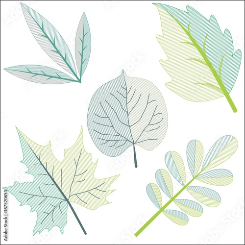 Different Leafs in Clip Art.