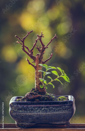 Dry bonsai tree trunk in a pot with fresh green sprigs over blurred natural background. Nature revival power. Resilience concept. Life triumph.