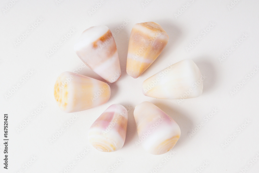 Collection of Hawaiian Cone Shells Collection of Hawaiian Cone Shells