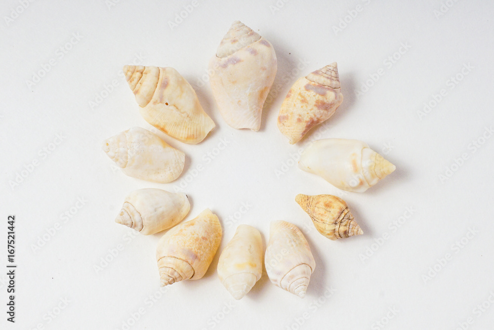 Collection of Hawaiian Spotted Stromb Shells
