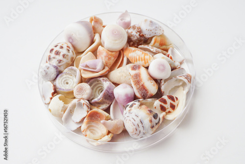 Petri Dish of Cone Shells