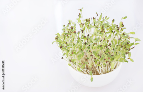 Sprouted alfalfa seeds - Medicago sativa